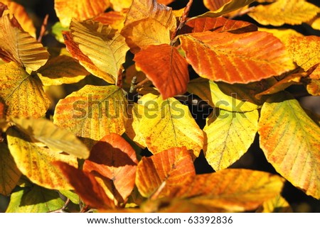 Hazel leaves in autumn