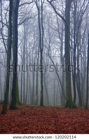dark mysterious forest in autumn - red foliage and creepy tree trunks