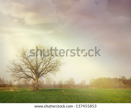 fantasy landscape with a tree among sun rays - stormy sky with heavy clouds and light beams