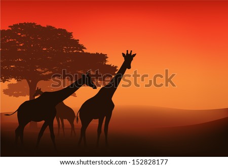 Giraffes walking in african savannah at sunset - evening landscape