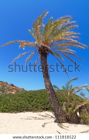 Palm tree on Beach Vai , Crete in  Greece