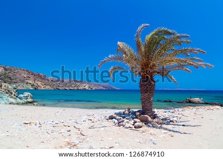 Palm tree on Beach Vai , Crete in Greece
