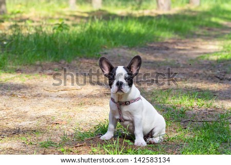 French bulldog puppy in forest