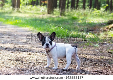 French bulldog puppy in forest