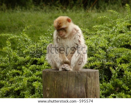 Coupon monkey trunks