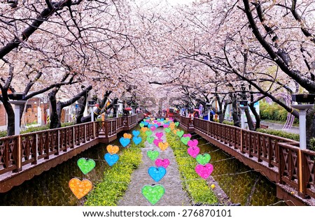 cherry blossoms at day busan city in south korea