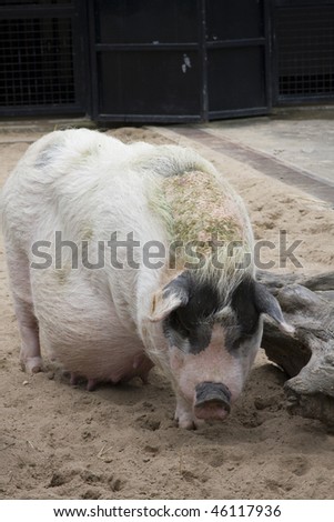 A fat and big pig