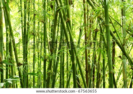 Bamboo Background