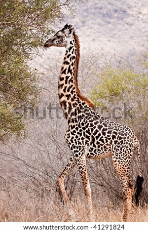 Giraffe posing for a profile picture