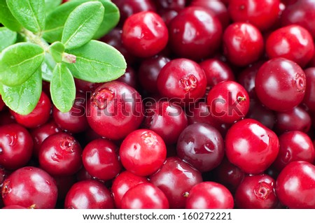 Macro of fresh organic cowberry with green leaves, horizontal
