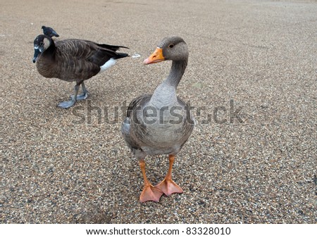 Funny goose stare at the camera