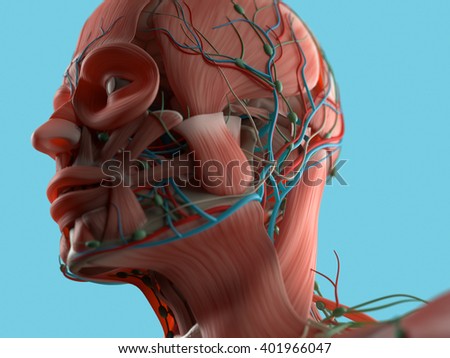 Anatomy Head Muscles. 3d Illustration. - 401966047 : Shutterstock