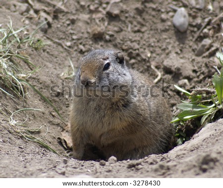 Utah Prairie Dog, Gopher, Looking Out From Its Burrow Entrance Stock ...