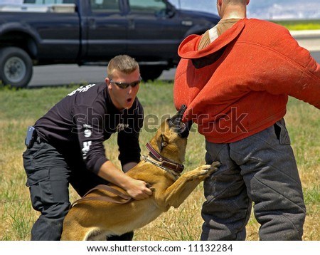 K-9 dog training attacking  a subject under the command on the dogs trainer