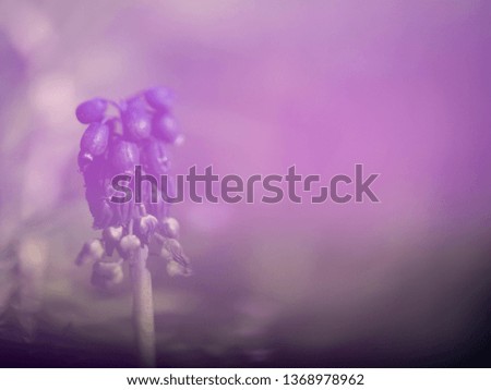 Similar – Image, Stock Photo Dreamy grape hyacinth