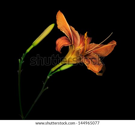 Moody take on Daylily flower over black
