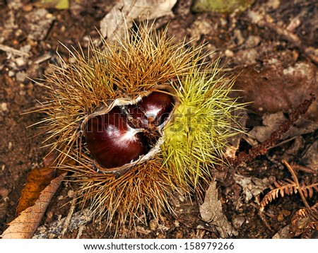 Sweet chestnut raw, natural