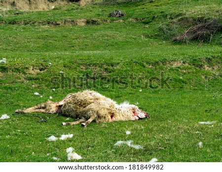 Dead sheep savaged - locally believed to be wolves, but maybe dogs