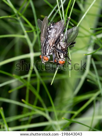 It takes a fly to love a fly! Two flesh flies mating in fennel plant. Sacophaga.
