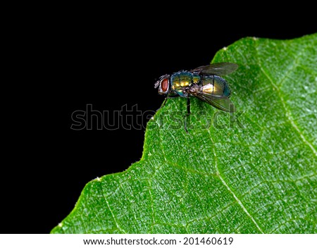 Blow fly - Calliphoridae. Looks beautiful but live and lay eggs in rotting meat etc. Health risk indoors.