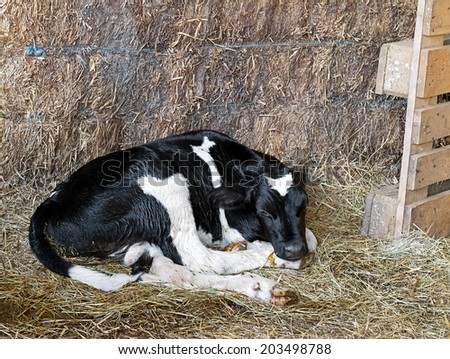 New born cow, calf in barn, still not fully clean after the birth. Black and white, Friesian.