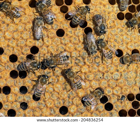 Apiculture detail - sealed cells where new brood, generation are developing.