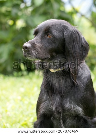 Black, grey dog portrait in garden