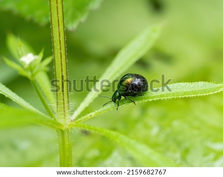 Green dock beetle, Gastrophysa viridula, gravid female hence distended abdomen. Imagine de stoc © 