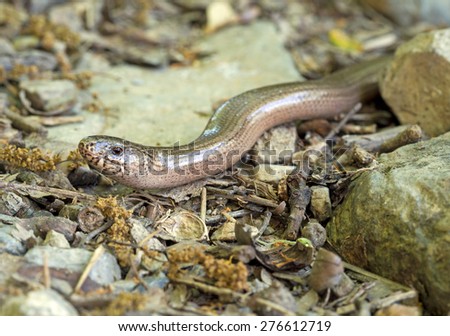 Anguis fragilis, or slow worm, slow-worm or slowworm, reptile native to Eurasia. It is aka blindworm or blind worm. Face, macro.