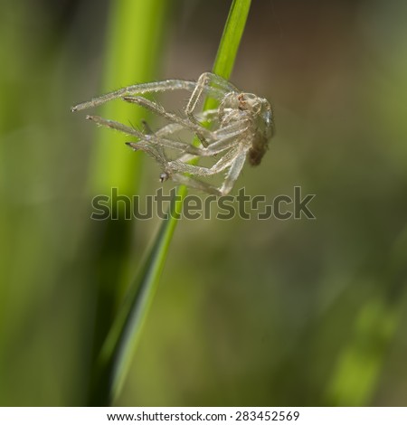 Spider exoskeleton abandoned on grass stem Natural history detail.