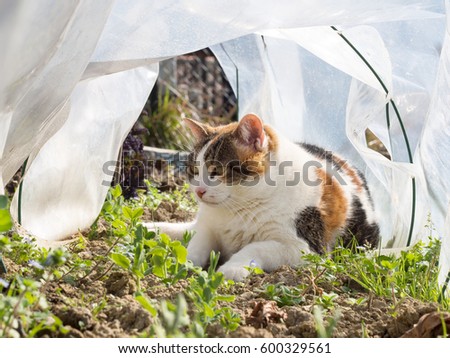 Similar – Image, Stock Photo Allotment garden with cats