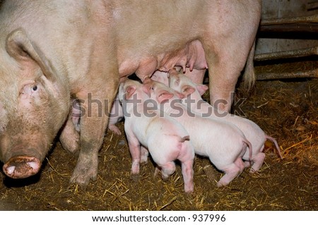 Baby pigs feeding off mother