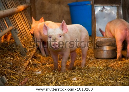 Look of Surprise on a little pigs face