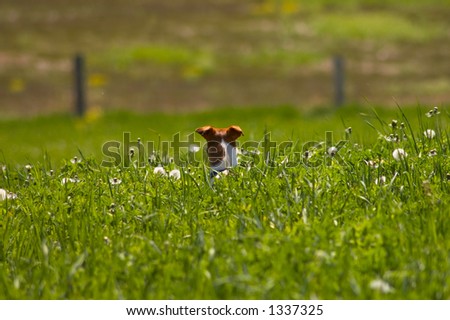 Jack Russell sticking head out of high grass