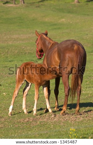 Baby horse feeding off of mother