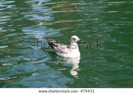 Bird swimming in the pond