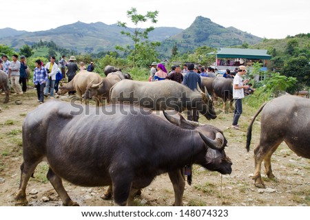 BAC HA, VIETNAM - SEP 29: Unidentified people buying and selling buffalo and other animals at sunday market on September 29, 2011 in Bac Ha. This is the most famous buffalo market in north of Vietnam