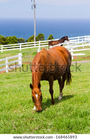 Horse on a farm, New South Wales, Australia