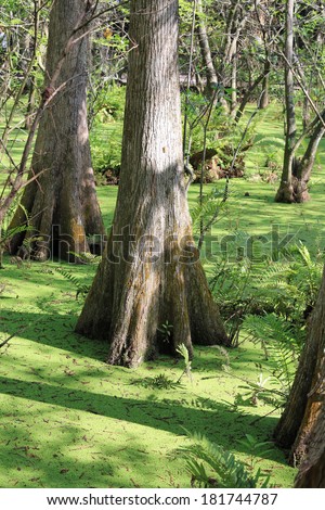 Healthy cypress in a swamp in South Florida