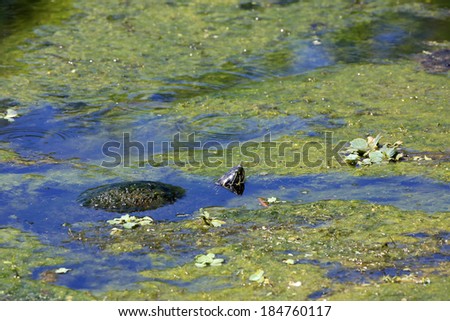 Healthy turtle in an algae covered pond partially submerged