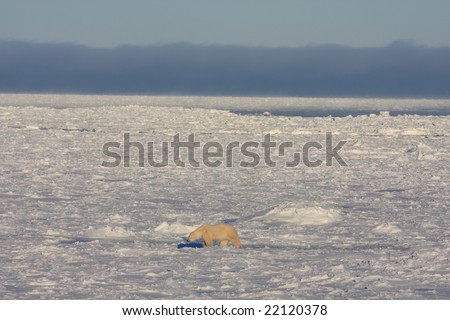 Lone polar bear walking on the arctic ice pack