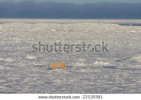 Lone polar bear on the winter ice pack searching for food