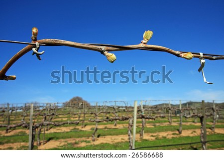 Early buds on a grape vine in California, signaling the beginning of a new crop