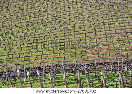 Typical California Vineyard in the spring, before the vines start growing.