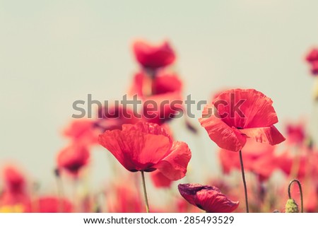 Poppy flowers retro vintage summer background, shallow depth of field with red flowers over green background