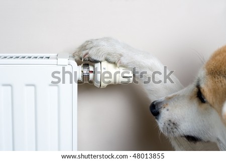 stock-photo-dog-adjusting-heater-thermostat-household-concept-the-dog-is-japanese-akita-inu-48013855.jpg