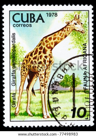 CUBA - CIRCA 1978: A stamp printed by Cuba shows fauna Africa the Giraffe - Giraffa camelopardalis, stamp is from the series, circa 1978