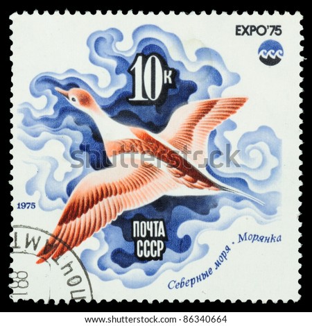 USSR - CIRCA 1975: A Stamp printed by RUSSIA shows image of a Sea Duck, Arctic Sea from the series \