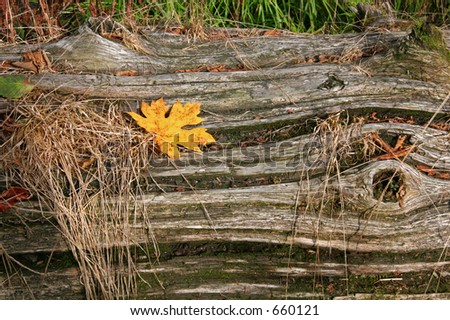 Yellow Leaf on Log