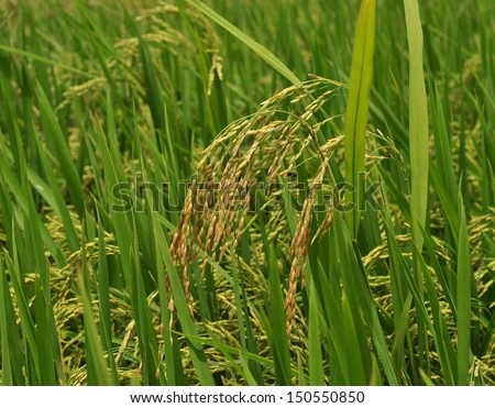 Rice plant in rice field